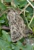 Tholera decimalis